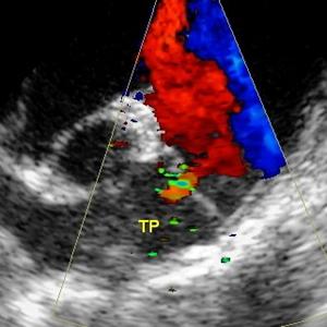 Echographie clinique vétérinaire Les Angles